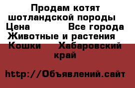 Продам котят шотландской породы › Цена ­ 2 000 - Все города Животные и растения » Кошки   . Хабаровский край